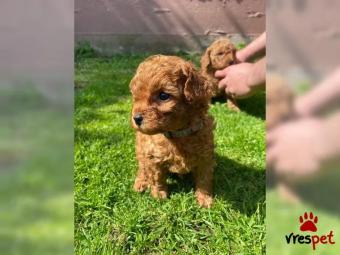 Ράτσα: Κανίς Βερικοκί - Caniche apricot | Ηλικία: 2,5 μηνών | Φύλο: Αρσενικό | Αρ. Microchip: 4567883654 | Εκπαιδευμένο | Περιοχή: Νίκαια, Αττική